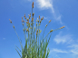 Mobile Preview: Carex panicea - Hirsesegge